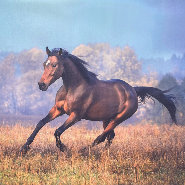 Horse Canvas