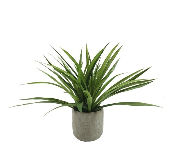 Grass Plant Cement Pot