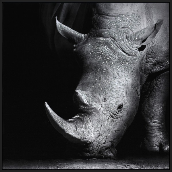 LAUREN TAYLOR-Canvas Animal 25