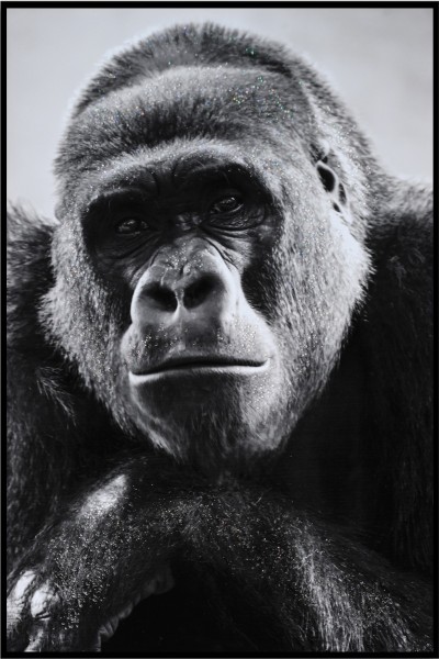 LAUREN TAYLOR-Canvas Animal 63x93x3.5