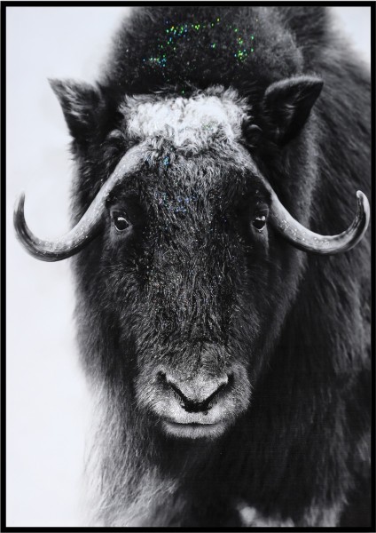 LAUREN TAYLOR-Canvas Animal 63x93x3.5