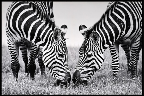 LAUREN TAYLOR-Canvas Animal 63x93x3.5