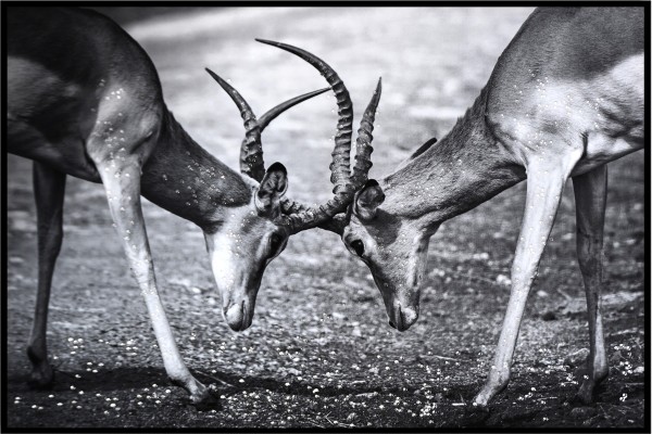 LAUREN TAYLOR-Canvas Animal 63x93x3.5