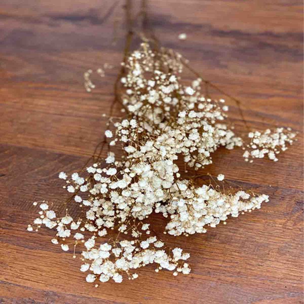 Lauren Taylor -Bunch of Singles Dried Flowers