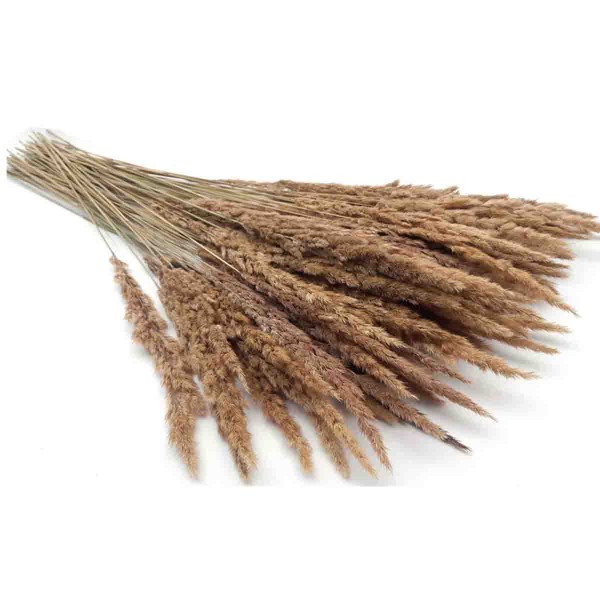 Lauren Taylor -Dried Pampas Bunch