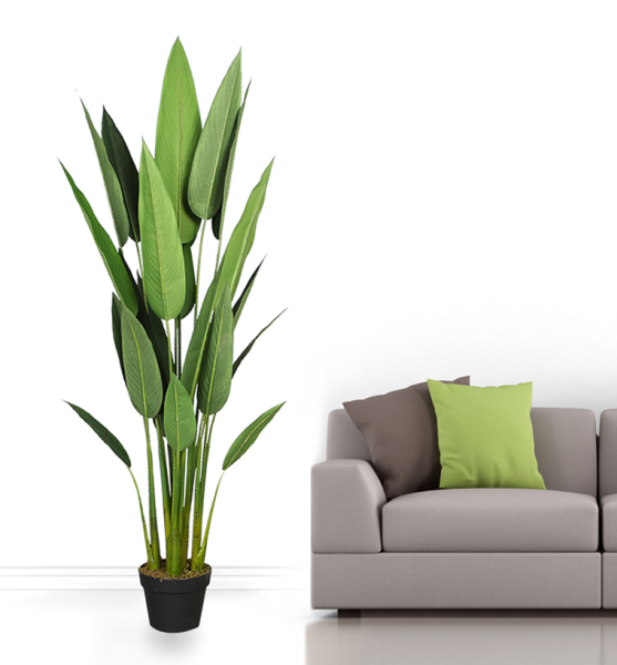 Birds Of Paradise in Pot