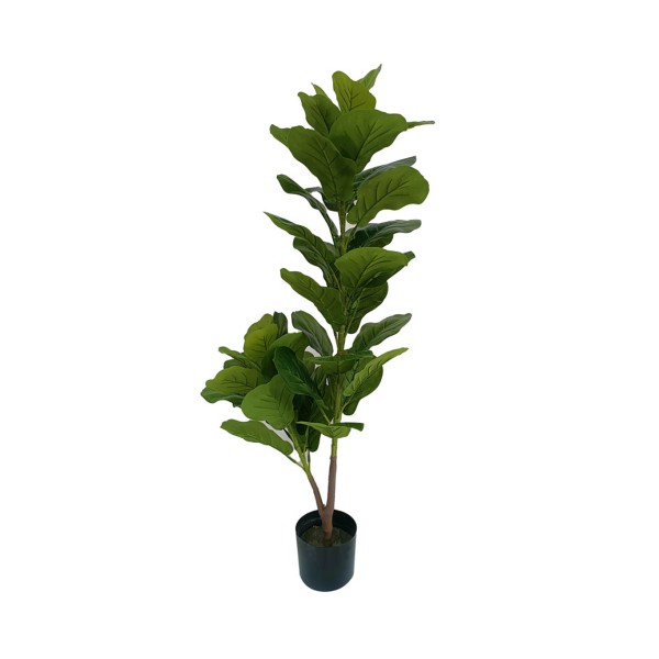 Fiddle Leave Plant