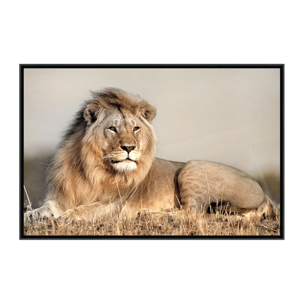 Framed Canvas Resting Lion 75x115