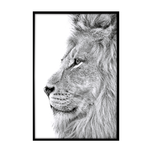 Canvas Framed 60x90 Lion Face