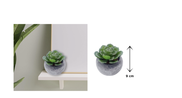 Succulente de style vintage | 9,5 x 9 cm (3,5 x 3,5