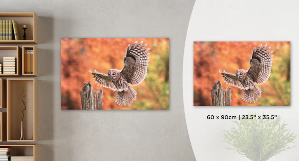 Owl Canvas