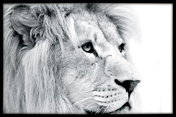Canvas Framed 60x90 Lion Face
