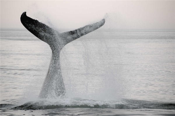 Whale Canvas
