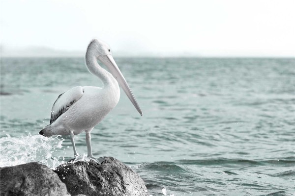 Beach Birds Canvas