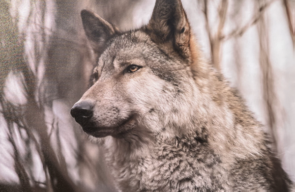 Toile de loup