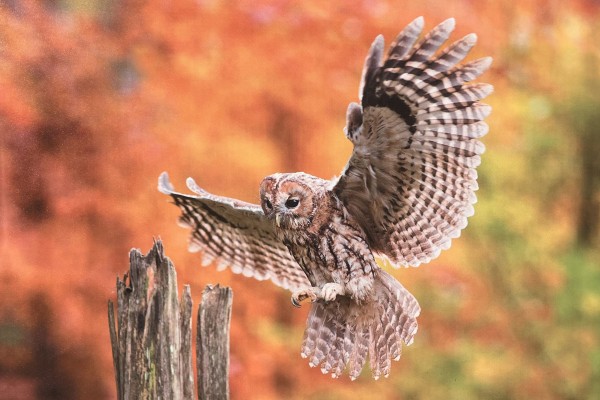 Owl Canvas