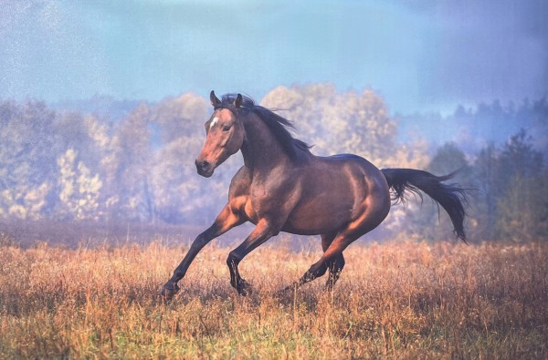 Horse Canvas