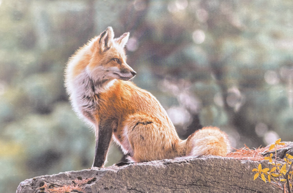 Fox Printed Canvas