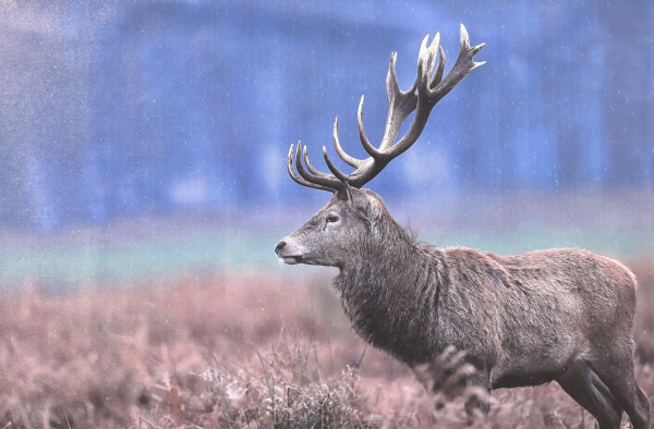Deer Printed Canvas