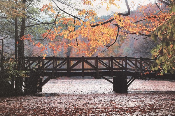 Lauren Taylor - Autumn Scene Printed Canvas