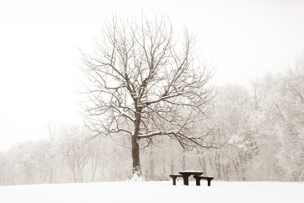 Toile imprimée 60 x 90 cm | Scène d'arbre d'hiver