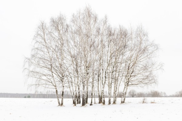 Toile imprimée 60 x 90 cm | Scène d'arbre d'hiver