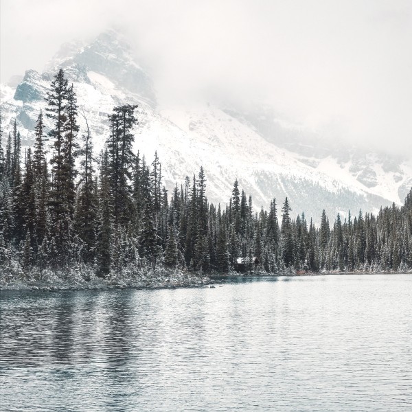 Toile imprimée 80 x 80 cm | Lac d'hiver et pin