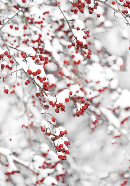 Toile imprimée 70 x 100 cm | Arbre d'hiver avec des feuilles rouges