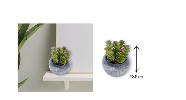 Succulente de style vintage | 9,5 x 10,5 cm (3,8 x 4,2