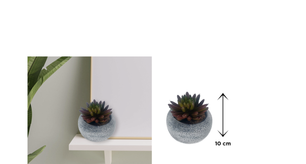 Vintage-Style Succulent | 9.5 x 10 cm (3.8 x 4
