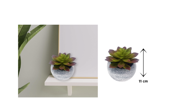 Vintage Succulent 10x11