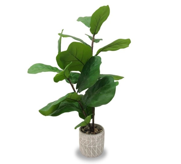 Fiddle Plant Cement Pot