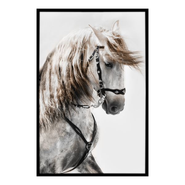 Canvas Framed 75x115 Stallion