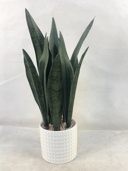 Plante de serpent dans un pot en céramique blanche