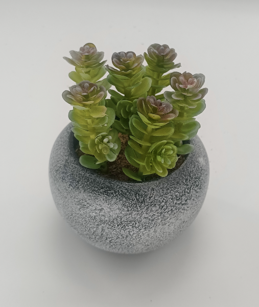 Succulente de style vintage | 9,5 x 10,5 cm (3,8 x 4,2