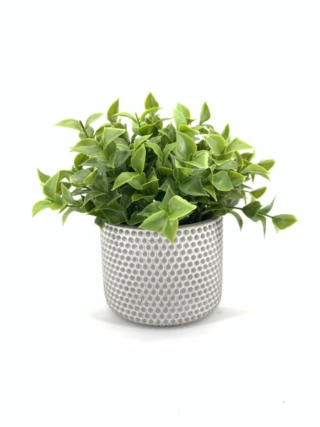LAUREN TAYLOR - Herbe en pot de ciment Dot Pot