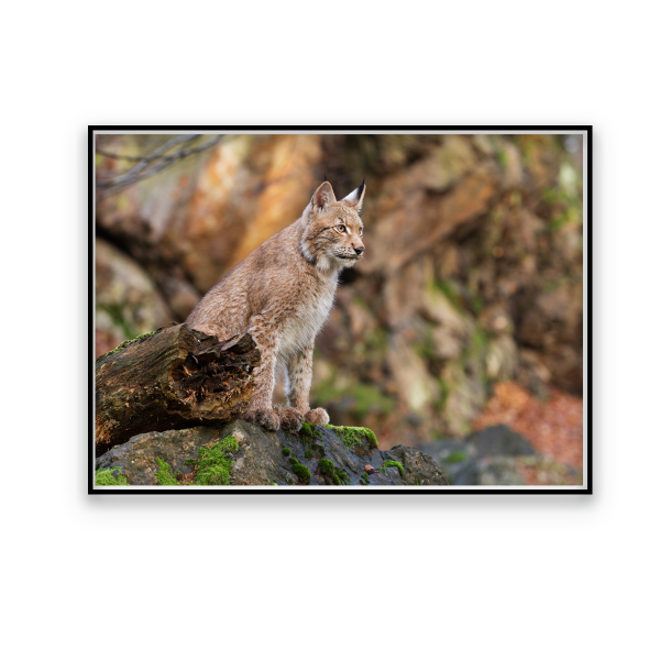 Toile Faune d'Automne 60x80