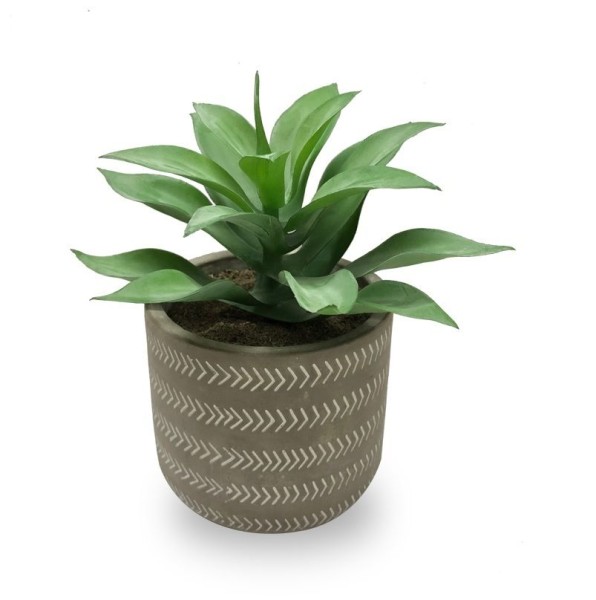 Succulent In Grey Pot