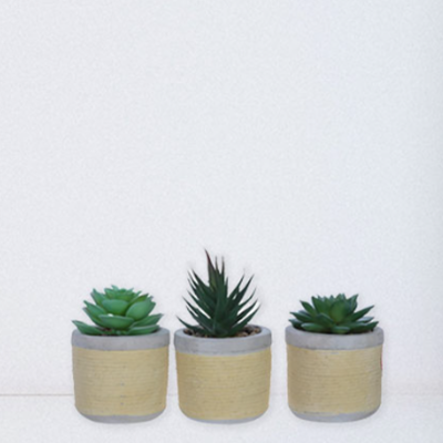 Mini succulentes dans un pot en céramique
