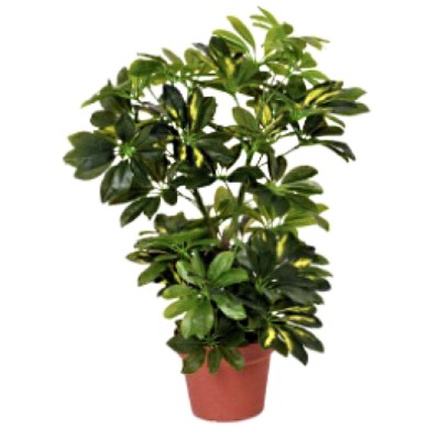 Schefflera Artificial Plant