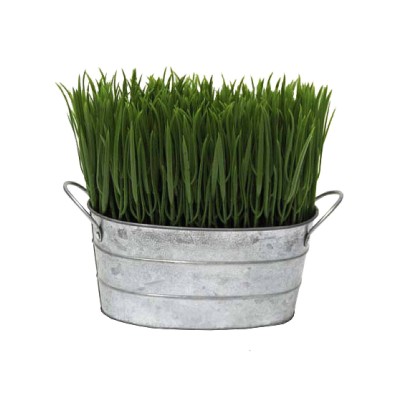 Herbe dans le seau en métal