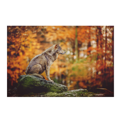 Tableau imprimé sur la vie sauvage