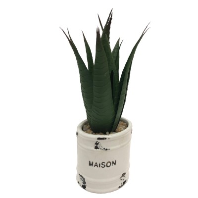 Aloès succulente en pot blanc | Maison