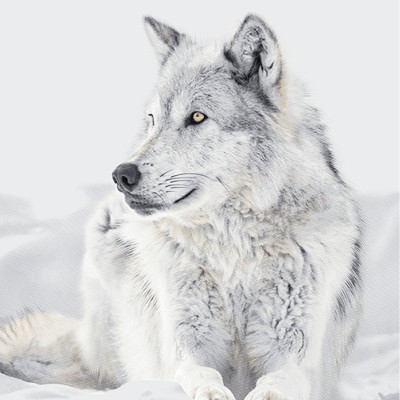 Sitting Wolf - Plush Mink Throw | Silver