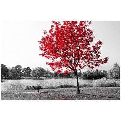 Toile - Banc de parc avec arbres rouges