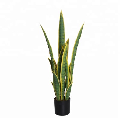 Yellow/Green Sansevieria Plant