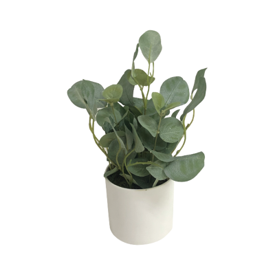 Eucalpytus In White Pot 14x28