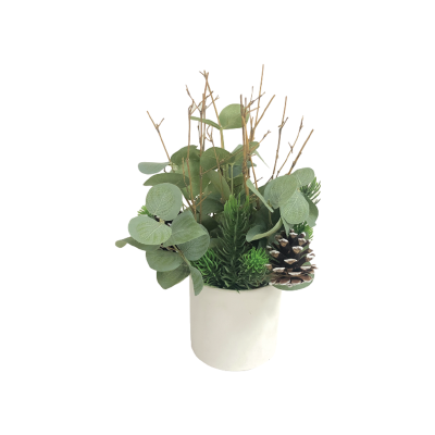 Eucalpytus In White Pot With Pine Cone