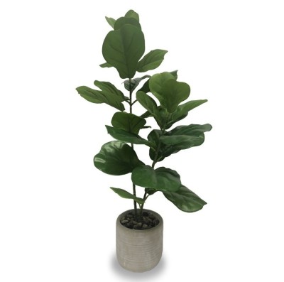 Fiddle Plant In Cement Pot
