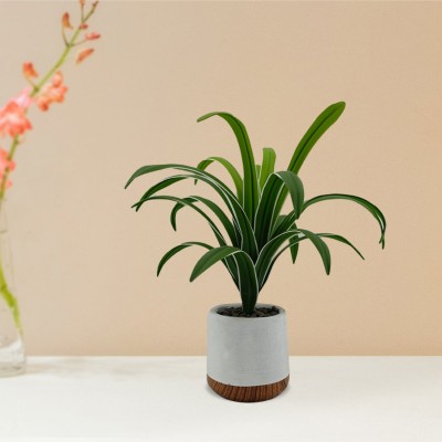 Plant White Cement Pot Wood Bases 48x35